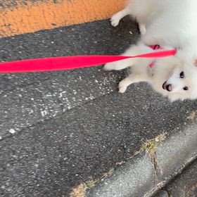 散歩イヤの画像