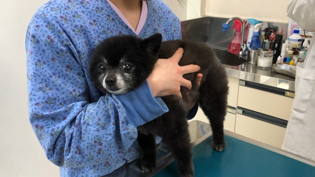 愛犬の予防接種で緊急事態の記事動画