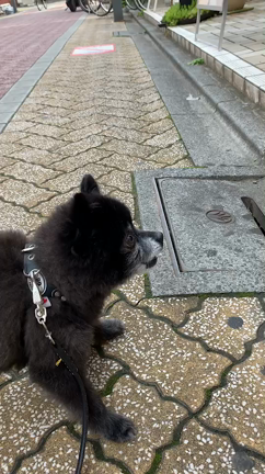 愛犬もすけの吠えた相手は？の記事動画