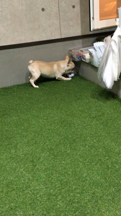 新しいおもちゃ⚽️の記事動画