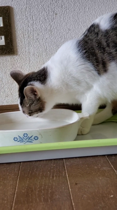 お上品なんですの記事動画