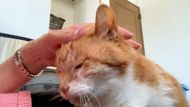 クラファン目標達成からネクストゴール設定！（２）の記事動画
