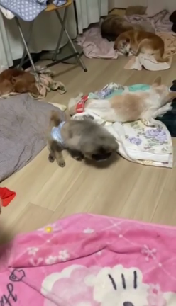 下半身麻痺のシシマル君、がんばってます！の記事動画