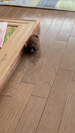 誕生にゃの記事動画