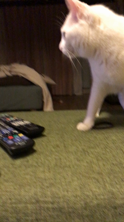 2人きりの記事動画