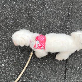 お散歩(o^^o)の画像