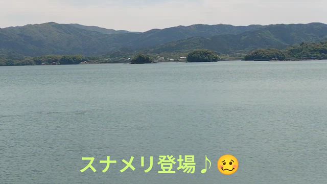 大村湾のチヌ釣りどうなった？✨の記事動画