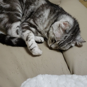 起きにゃい の画像