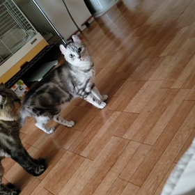 モジモジナナちゃん　その２の画像