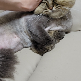 ニャーオ！の画像
