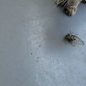  猫VS蝉の画像