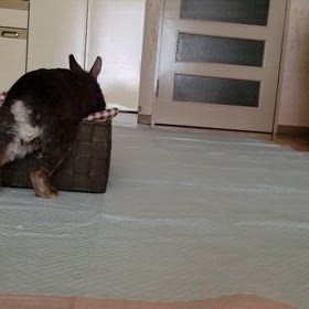 掘るのは楽しいネの画像
