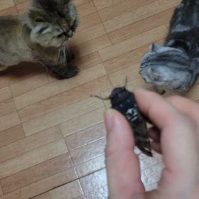 セミ捕まえてきましたの画像