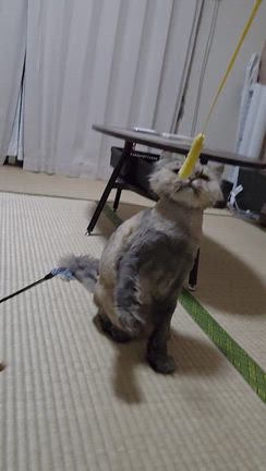 ドレッシングの記事動画