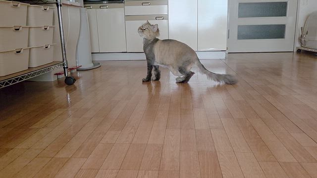 半年での記事動画