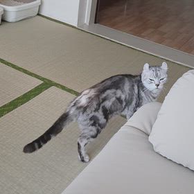 よく鳴くの画像