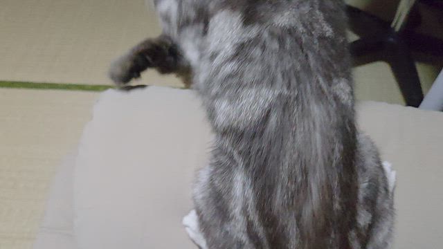 負けにゃい！の記事動画