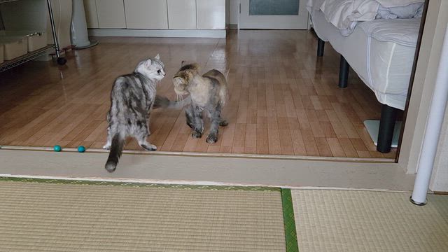 譲らにゃいの記事動画