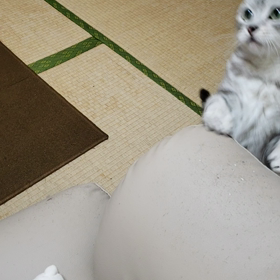 棒の画像