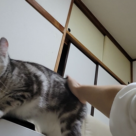 あ～たまらにゃいの画像