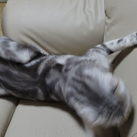 シューーーちゃんの画像