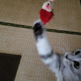 シューのねずみちゃんの画像