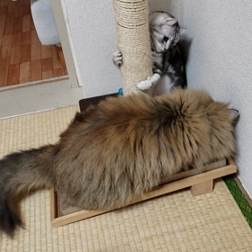 ナナシュシュ劇場　その１の画像