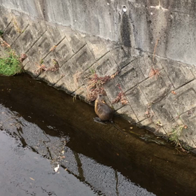 なんじゃこりゃの画像