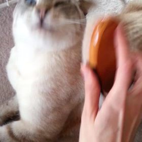 大好きの画像