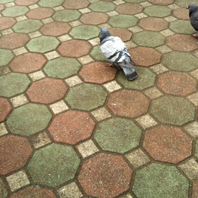 無題（はと）の画像