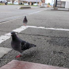 鳩戯れるの画像