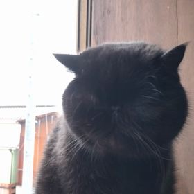 窓際のブン太くんの画像