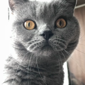 ブリ子の画像