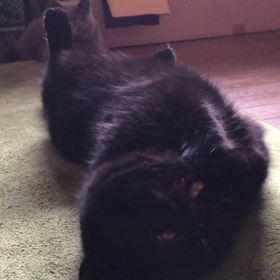 猫にまたたび ジャイアン編の画像