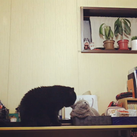 下僕仲間の画像