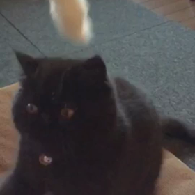 ブン太君 猫の証明の画像
