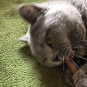 猫にまたたびの画像