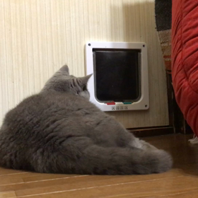 飛び出し注意の画像