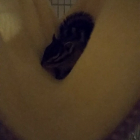 リスのあくびの画像