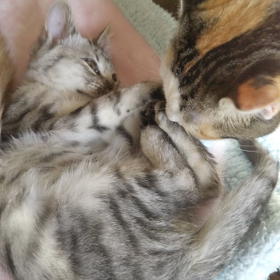 ”マカちゃん天使になりました。”の画像