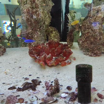 ミニ水族館️の記事動画