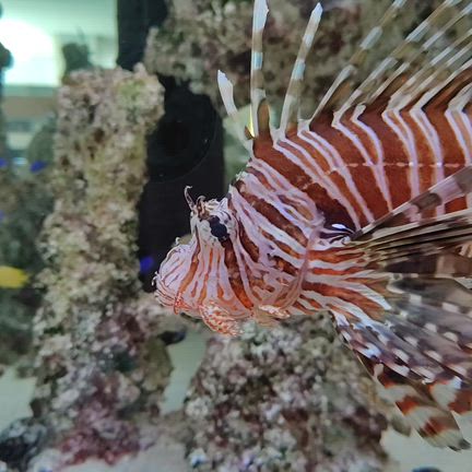 ミニ水族館️の記事動画