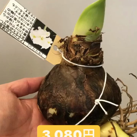 アマリリス球根入荷しましたの画像