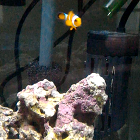 テストフィッシュの画像