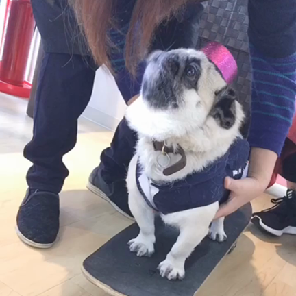 スケボー犬❤️の記事動画