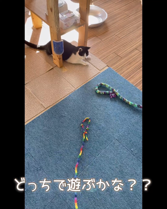 funnyCat公式ラインのお友達追加はお済みですか？の記事動画