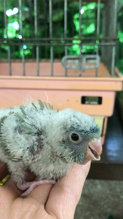 アキクサ、サザナミインコおうちデビューしました！の記事動画