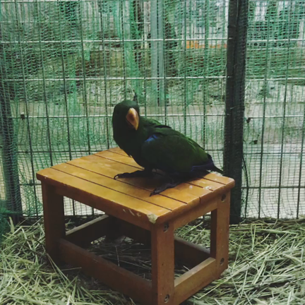 インコの魅力を大放出(前半)の記事動画
