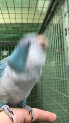 ベタ慣れオキナインコの紹介ですの記事動画