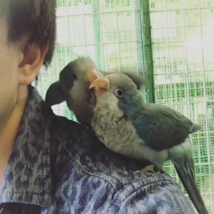 インコの魅力を大放出(前半)の記事動画